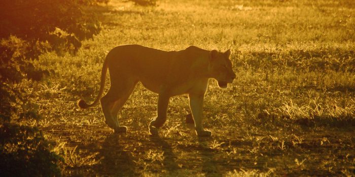 Best-Safari_Botswana