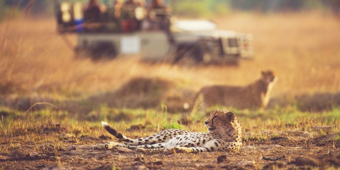 Best-Safari_Zambia