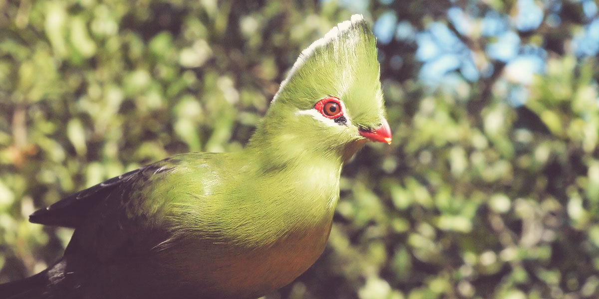 Explore the Garden Route in South Africa