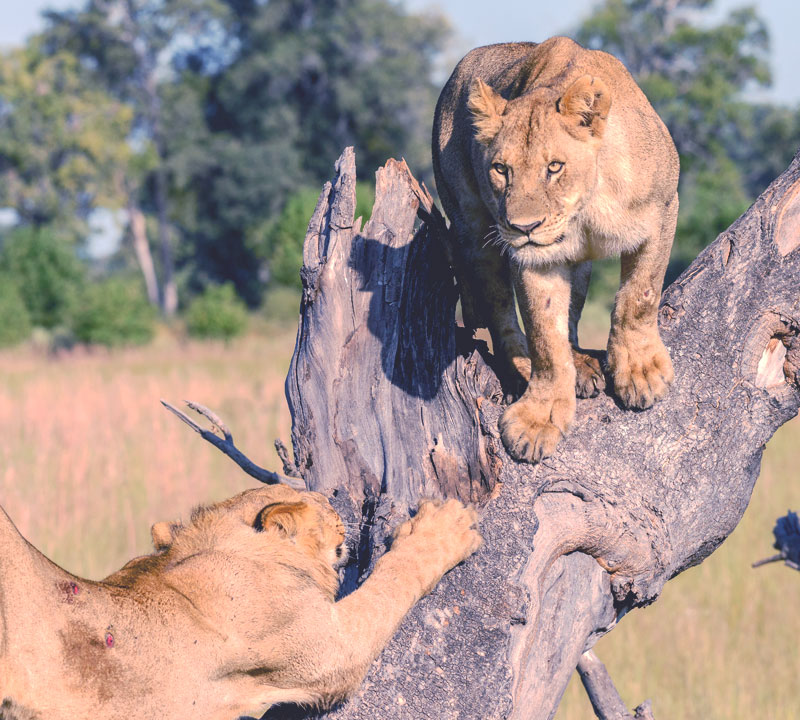 Xigera Safari Lodge - Explorer Safari