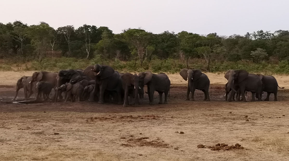 Matetsi Victoria Falls - elephants