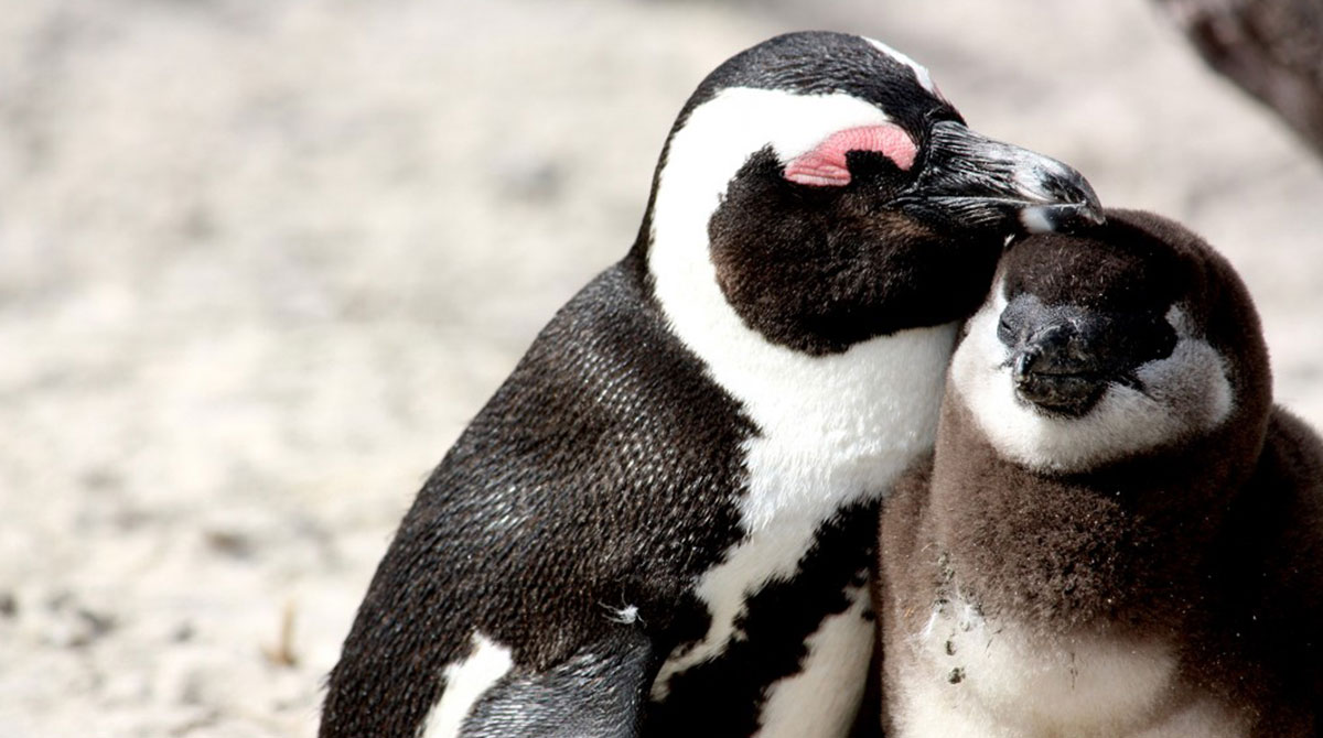 Boulders Beach - Cape Town Travel - Explorer Safari