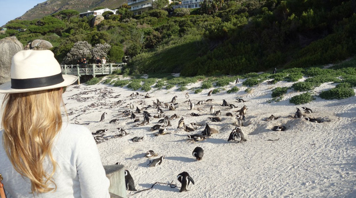 Boulders Beach - Cape Town Travel - Explorer Safari