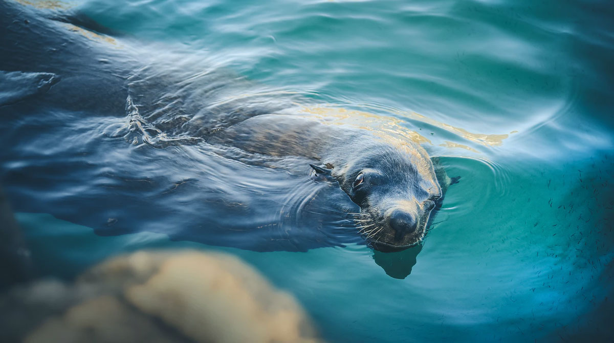 Seal- Cape Town Travel - Explorer Safari