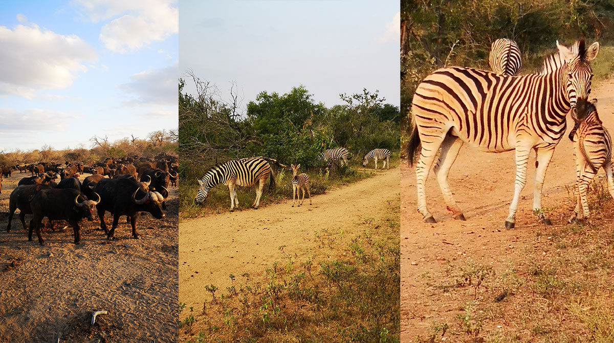 Get to Know the Explorer Team - Shanaaz